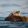 Lontra marina - Sea otter (Enhydra lutris)