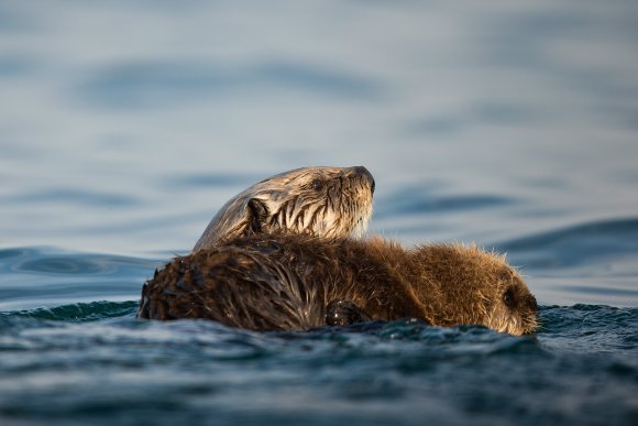 Lontra marina - Sea otter (Enhydra lutris)