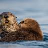 Lontra marina - Sea otter (Enhydra lutris)