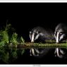 Tasso - European badger (Meles meles)