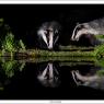 Tasso - European badger (Meles meles)