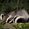 Tasso - European badger (Meles meles)