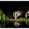 Tasso - European badger (Meles meles)