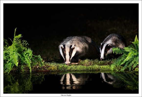 Tasso - European badger (Meles meles)