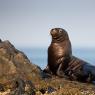 Leone marino di Steller - Steller sea lion (Eumetopias jubatus)