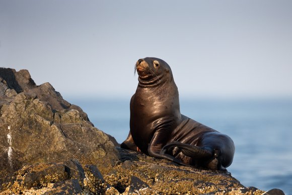 Leone marino di Steller - Steller sea lion (Eumetopias jubatus)