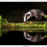 Tasso - European badger (Meles meles)