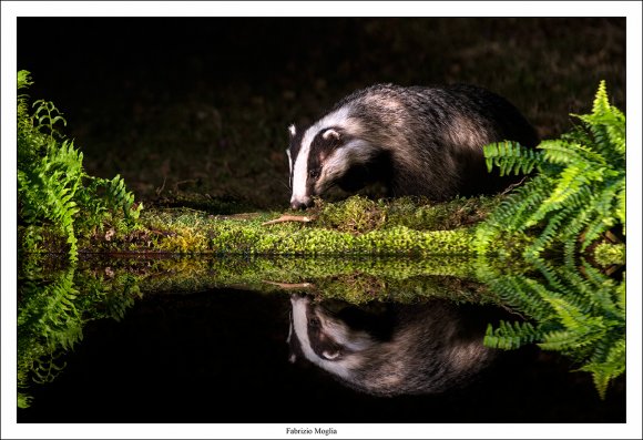 Tasso - European badger (Meles meles)