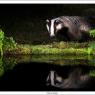 Tasso - European badger (Meles meles)