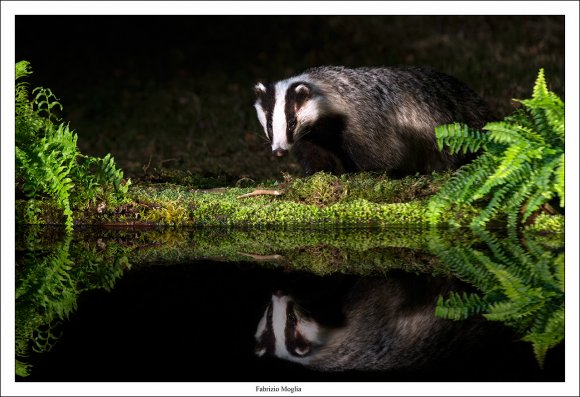 Tasso - European badger (Meles meles)