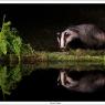 Tasso - European badger (Meles meles)