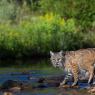 Lince rossa - Bobcat (Lynx rufus)