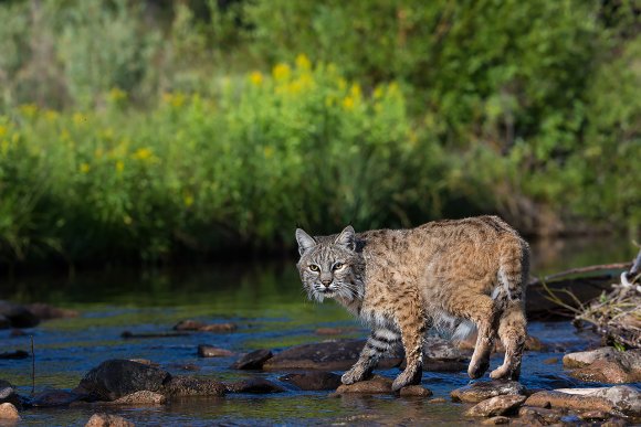 Lince rossa - Bobcat (Lynx rufus)