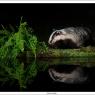 Tasso - European badger (Meles meles)