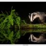 Tasso - European badger (Meles meles)