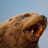 Leone marino di Steller - Steller sea lion (Eumetopias jubatus)