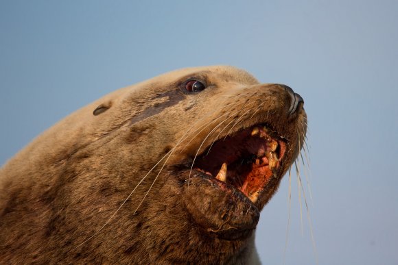 Leone marino di Steller - Steller sea lion (Eumetopias jubatus)