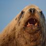 Leone marino di Steller - Steller sea lion (Eumetopias jubatus)