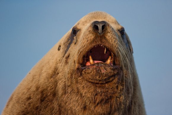 Leone marino di Steller - Steller sea lion (Eumetopias jubatus)