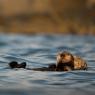 Lontra marina - Sea otter (Enhydra lutris)