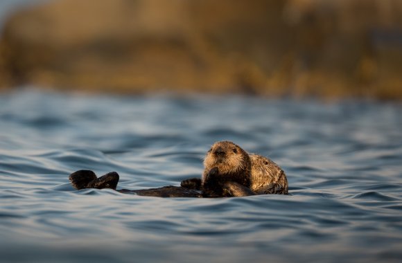 Lontra marina - Sea otter (Enhydra lutris)