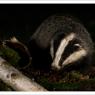 Tasso - European badger (Meles meles)