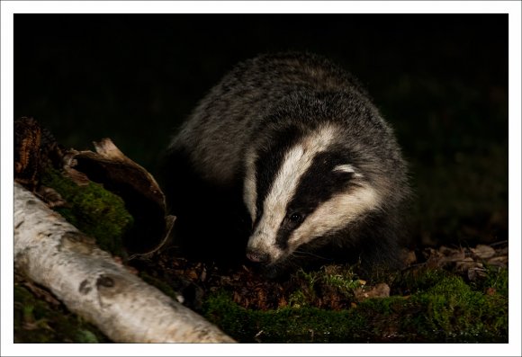 Tasso - European badger (Meles meles)