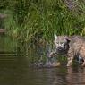 Lince rossa - Bobcat (Lynx rufus)