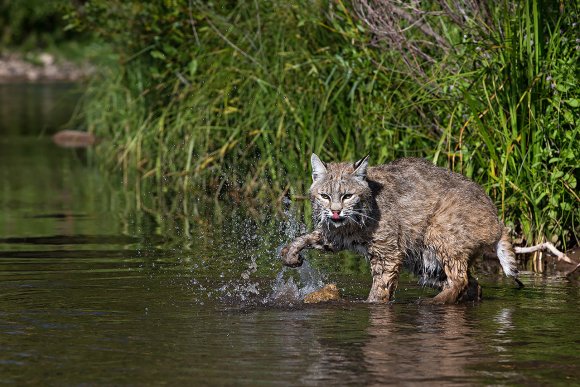 Lince rossa - Bobcat (Lynx rufus)