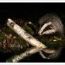 Tasso - European badger (Meles meles)