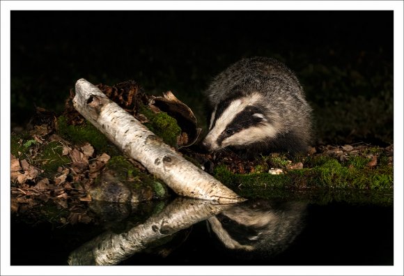 Tasso - European badger (Meles meles)