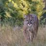 Puma - Mountain lion (Puma concolor)