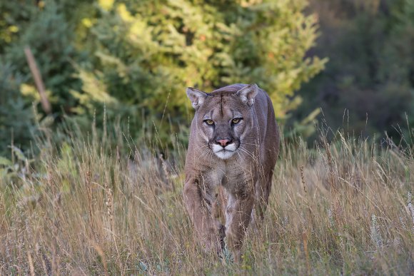 Puma - Mountain lion (Puma concolor)