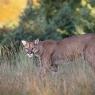 Puma - Mountain lion (Puma concolor)