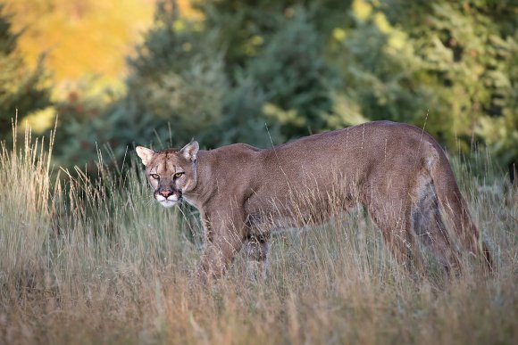 Puma - Mountain lion (Puma concolor)