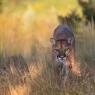 Puma - Mountain lion (Puma concolor)