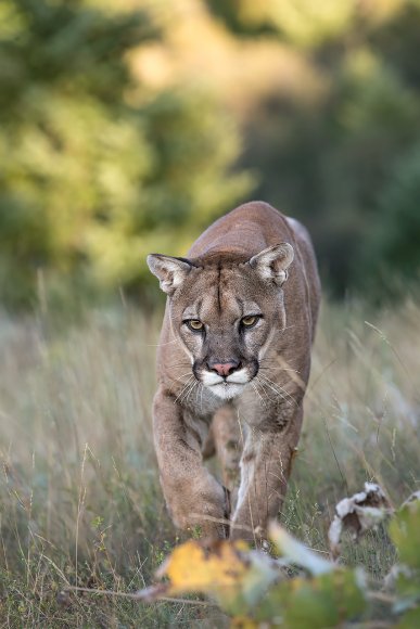 Puma - Mountain lion (Puma concolor)