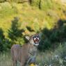 Puma - Mountain lion (Puma concolor)