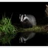 Tasso - European badger (Meles meles)