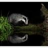 Tasso - European badger (Meles meles)