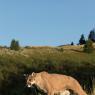 Puma - Mountain lion (Puma concolor)