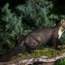 Faina - Stone marten (Martes foina)