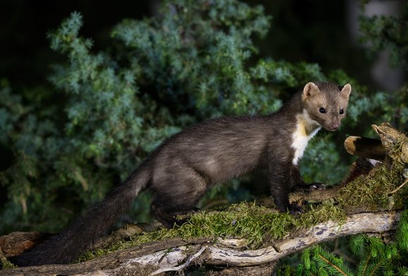 Faina - Stone marten (Martes foina)