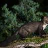 Faina - Stone marten (Martes foina)