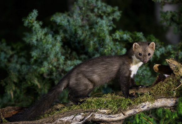 Faina - Stone marten (Martes foina)