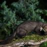 Faina - Stone marten (Martes foina)