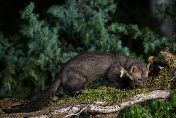 Faina - Stone marten (Martes foina)