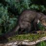 Faina - Stone marten (Martes foina)