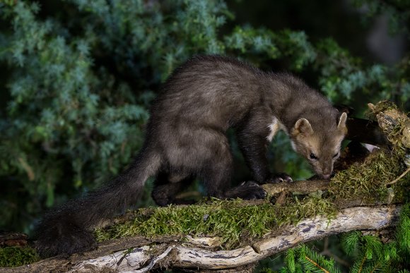 Faina - Stone marten (Martes foina)