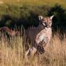 Puma - Mountain lion (Puma concolor)